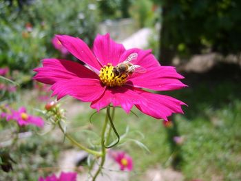 Abeille à miel posée sur une fleur