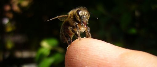 Le regard de l'abeille