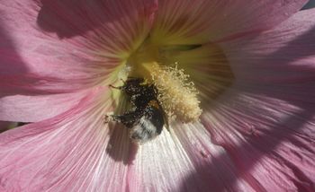 Bourdon récoltant du pollen sur une fleur